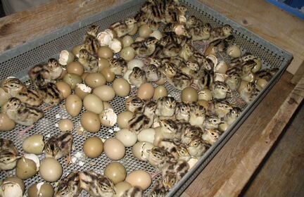 Инкубационное яйцо фазана всегда в наличии