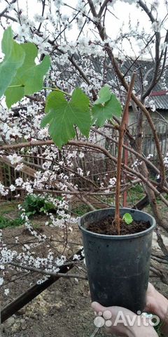 Саженец винограда 