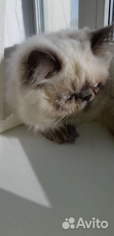 Вязка экзот