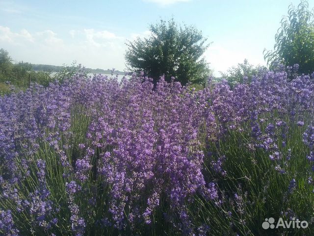 Лаванда сухоцвет