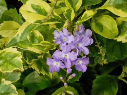 Дуранта вариегатная с красивыми листьями, цветение