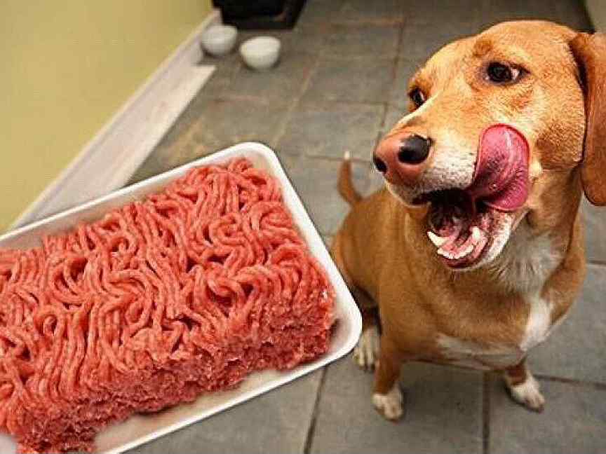 Мифы о коронавирусе картинки. Почему собакам нельзя есть мясо. Почему собакам нельзя свинину. Рацион питания для кошек таблица. Рацион питания для щенка натуралкой.