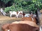 Коровы тёлки объявление продам