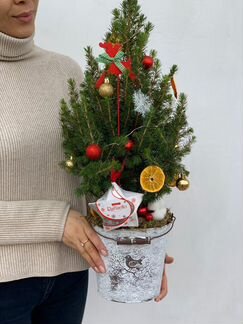 Елочка живая коника