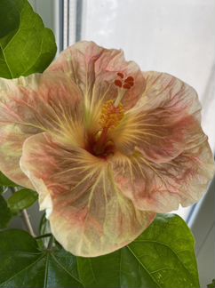 Гибискус Укорененный черенок