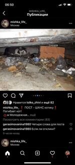 Домашнего кота выкинули на улицу