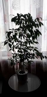 Фикус бенджамина