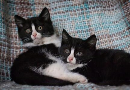 Чудо котята братишки 2 месяца в добрые руки