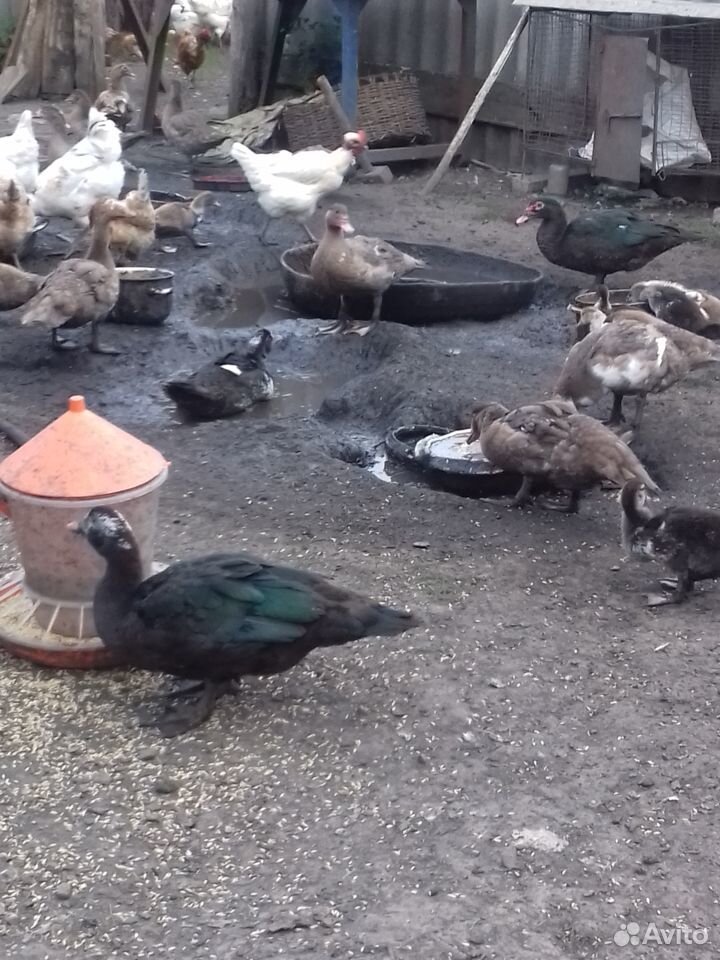 Duck