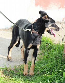 Собачка для души