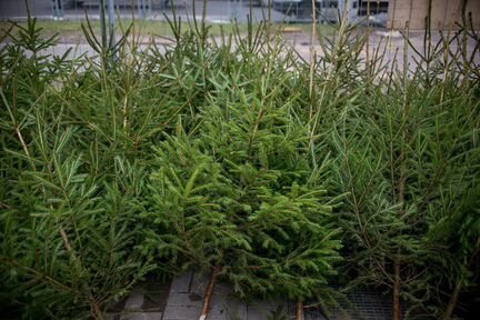 Настоящая Живая Новогодняя Ёлка Лучшее качество