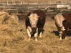 Продам бычков мясной породы герефорд объявление продам