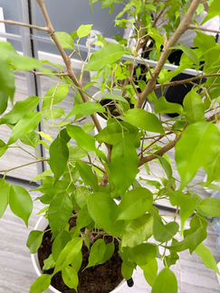 Фикус бенджамина 90см