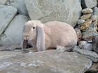Крольчата породы фр баран объявление продам