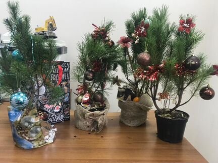 Сосна горная новогодняя в кадке