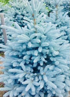 Живые голубые ель премиум