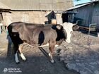 Корова и 2 телки