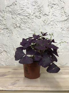 Оксалис Triang Mijke Purlple