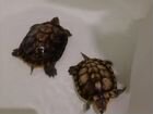 Водяные черепахи