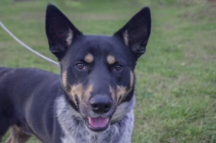 Метис хилера Бучи, в декабре будет год