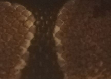 Змея рептилия рег