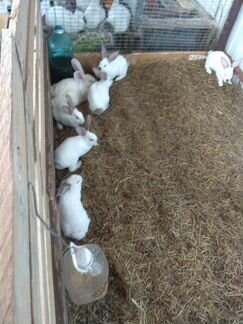 Кролики, Клетки для кроликов