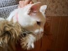 Полусиамский Котик в добрые руки объявление продам