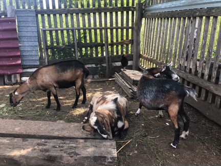 Ламанча-нубийские козы и нубийский козел - фотография № 2