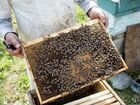 Продажа пчелосемьи