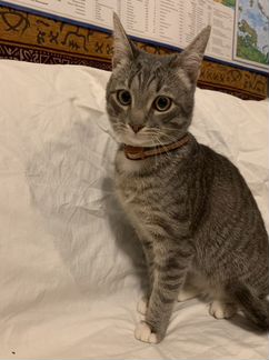 Кот, ищет дом