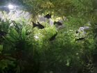 Рыбки моллинезия черная лирохвостая подростки