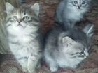 Сибирские породистые котята объявление продам