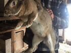 Кролики гиганты объявление продам