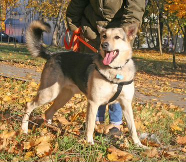 Собака пес Рекс среднего размера в добрые руки