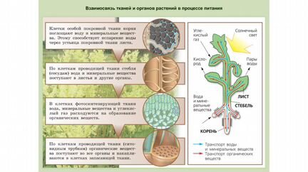 Дистанционные уроки по биологии.Репетитор он-Лайн