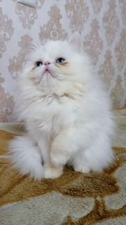 Котик Персидский на вязку