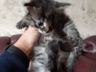Котенок, 1,2мес, окрас темно серый полоска