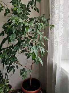 Бенджамина