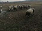 Овцы бараны ягнята козочка козёл объявление продам