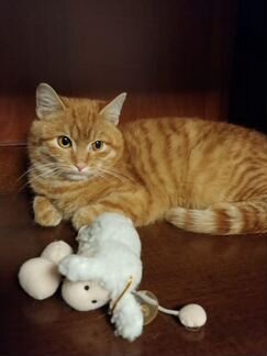 Котенок ищет дом