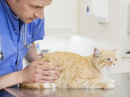 Ветеринарный врач. Ветеринар. Круглосуточно