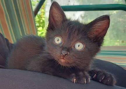 Котята (черный котик на удачу)