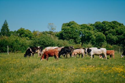 Молоко, сметана, творог, йогурт, масло