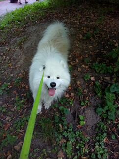 Пояс из шерсти самоедской лайки