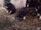 Продажа щенков: восточно европейская овчарка объявление продам