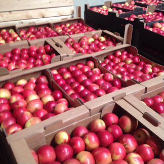 Оптовые поставки яблок. Доставка. Москва, мо, РФ