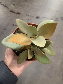 Каланхое Orgyalis