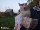Котята Сибирские объявление продам