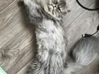Вязка персидская кошка