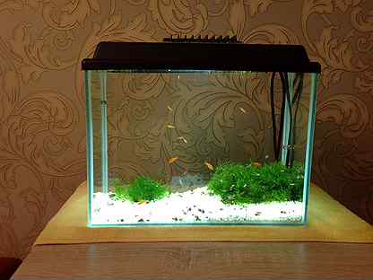 Аквариум голдфиш 200 литров. Аквариум 28 литров телевизор. Аквариумные тольятти. Аквариум тольятти. Аквариумные тольятти.
